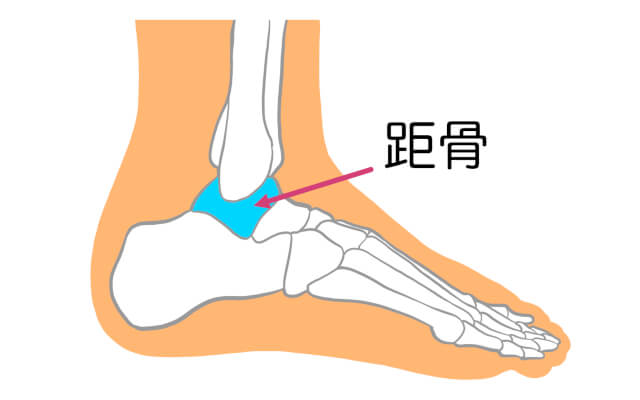 position-of-talus